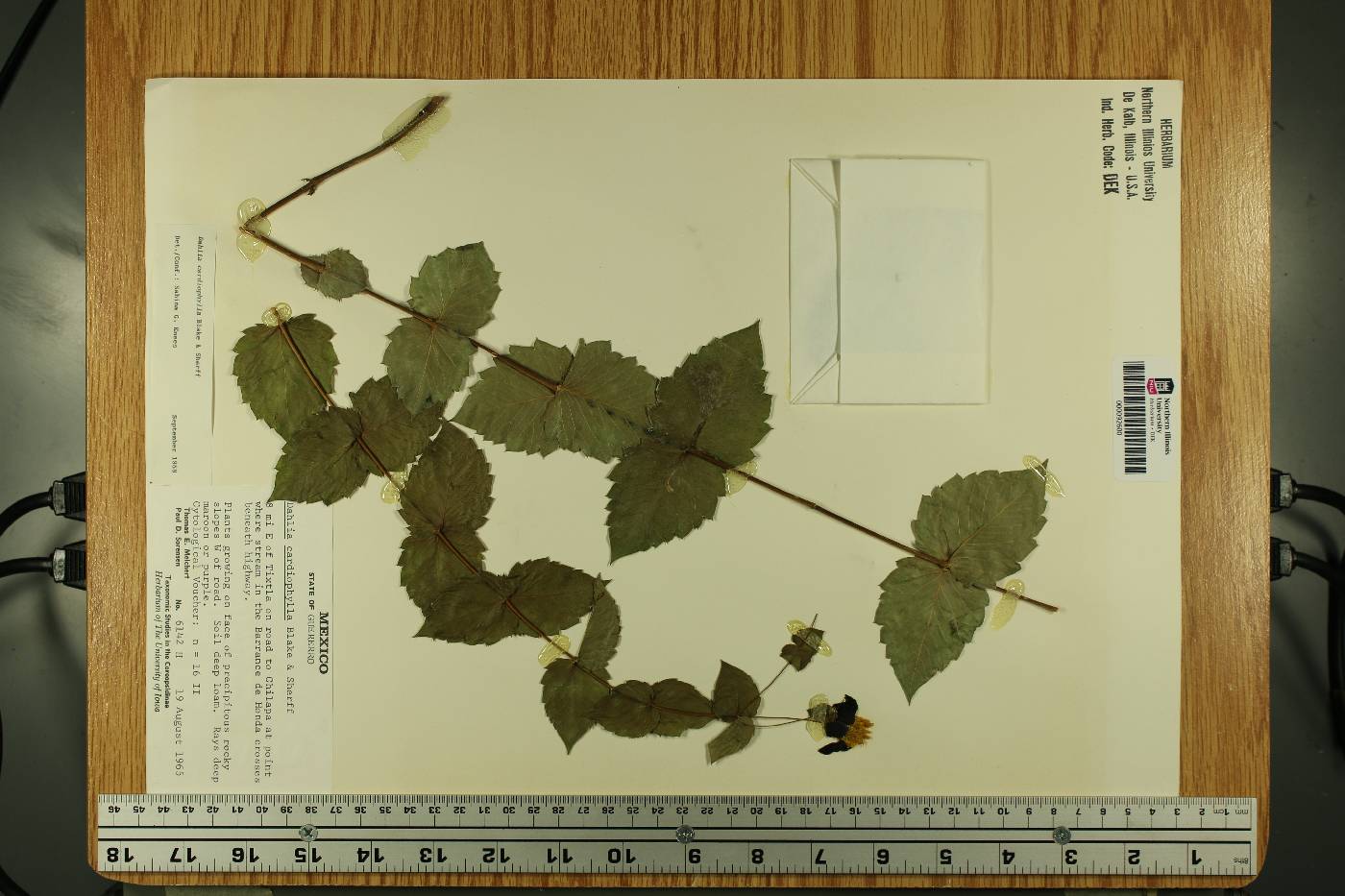 Dahlia cardiophylla image