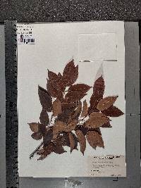 Ilex pedunculosa image
