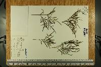 Dahlia foeniculifolia image