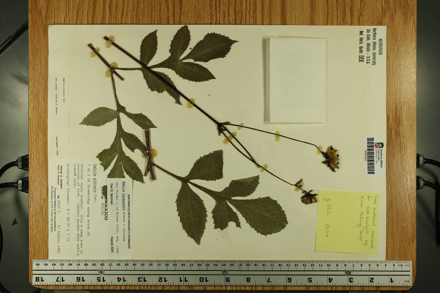 Dahlia sorensenii image