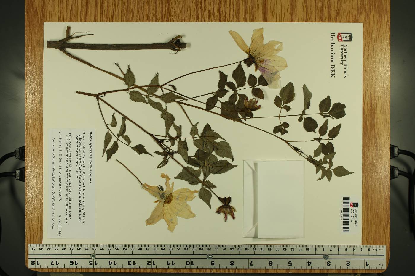 Dahlia apiculata image