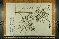 Dahlia foeniculifolia image