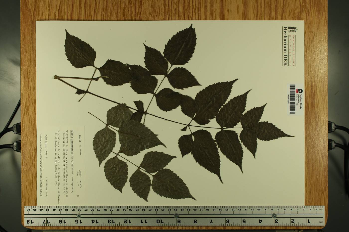 Dahlia campanulata image