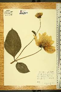 Dahlia variabilis image