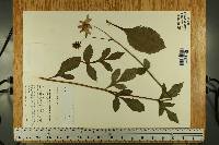 Dahlia sorensenii image