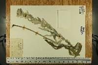 Artemisia gnaphaloides image