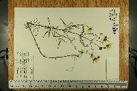 Bidens trichosperma image