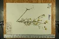 Bidens trichosperma image