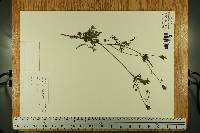 Bidens bipinnata image