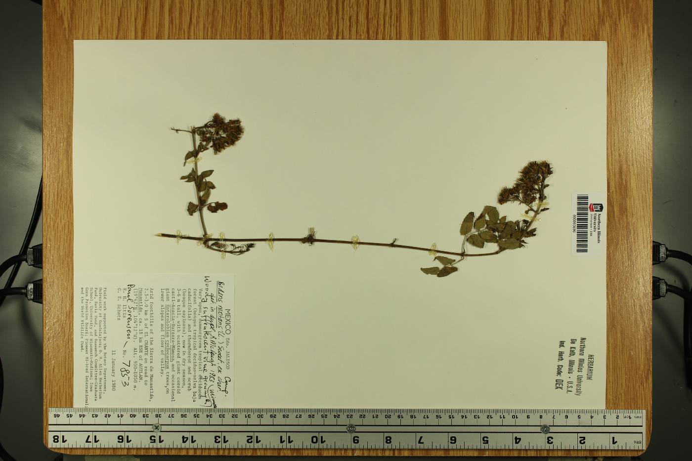 Bidens reptans image