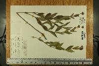 Calea longipedicellata image