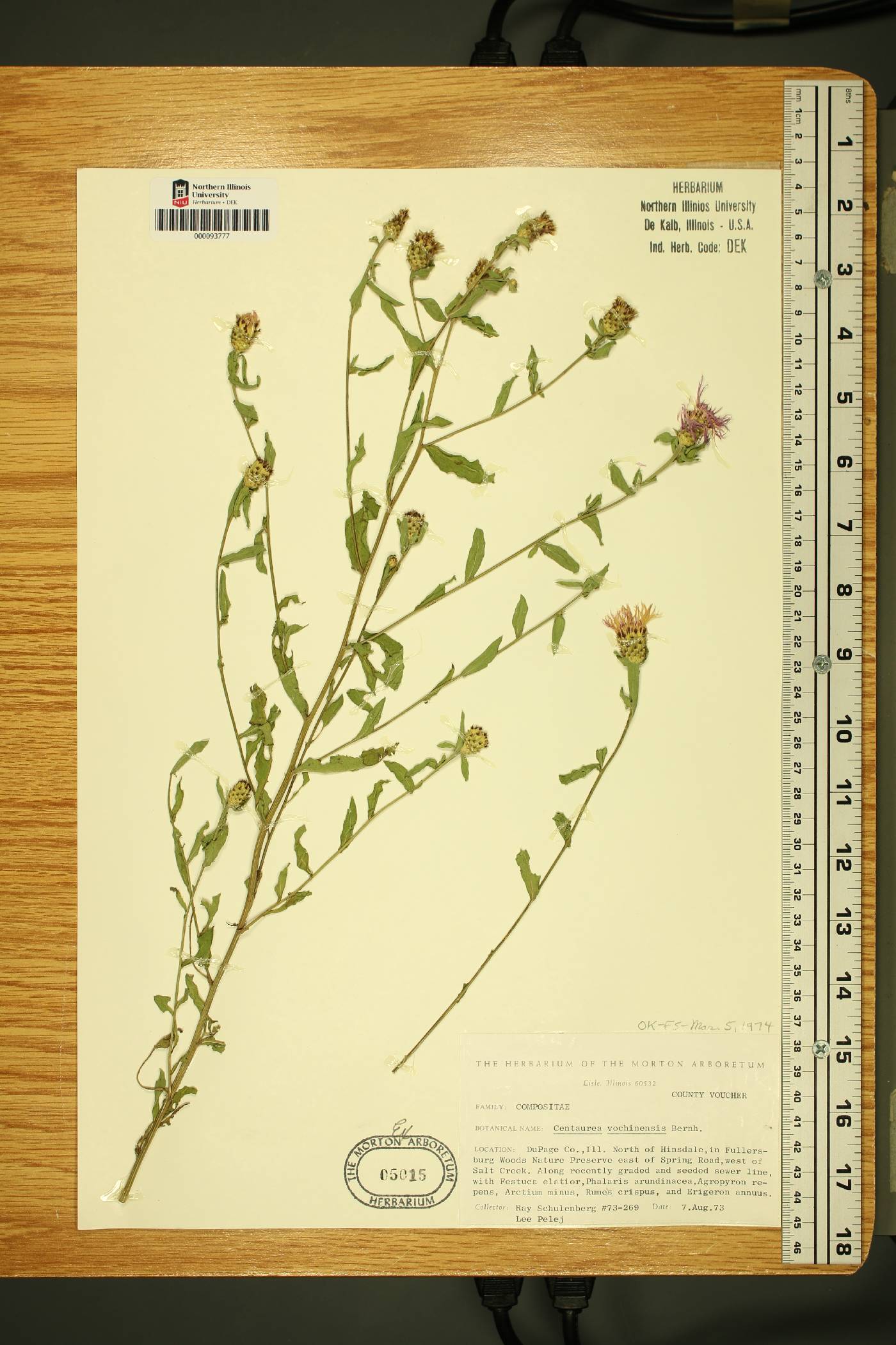 Centaurea nigrescens subsp. vochinensis image
