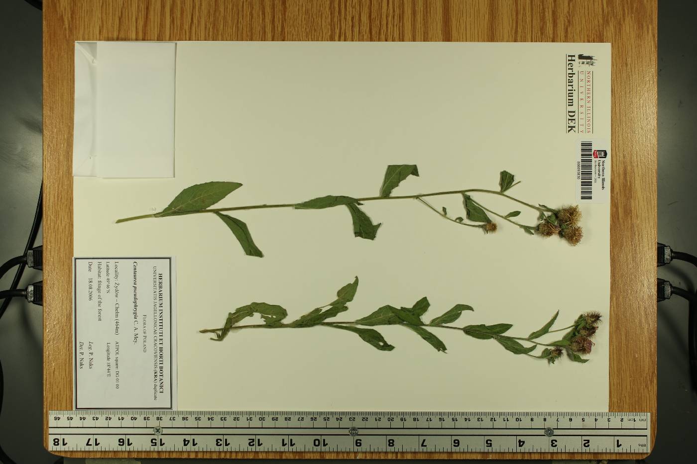 Centaurea phrygia subsp. pseudophrygia image