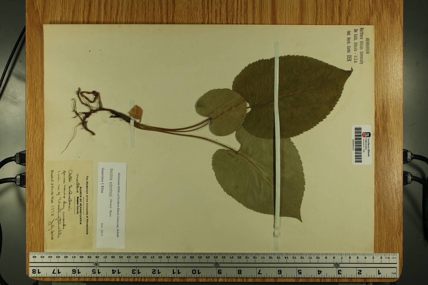Eurybia schreberi image