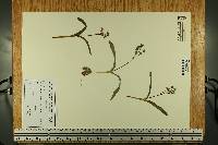 Scilla bifolia image