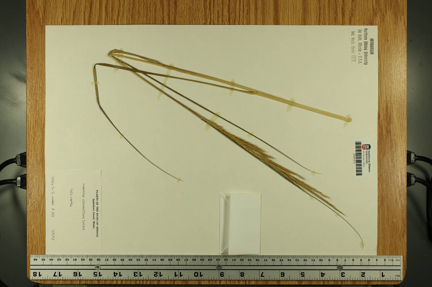 Sporobolus alterniflorus image