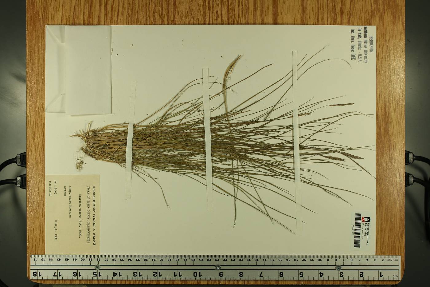 Sporobolus pumilus image
