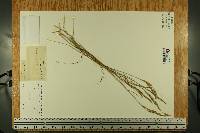 Spartina patens image