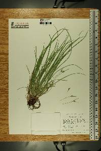 Carex jamesii image