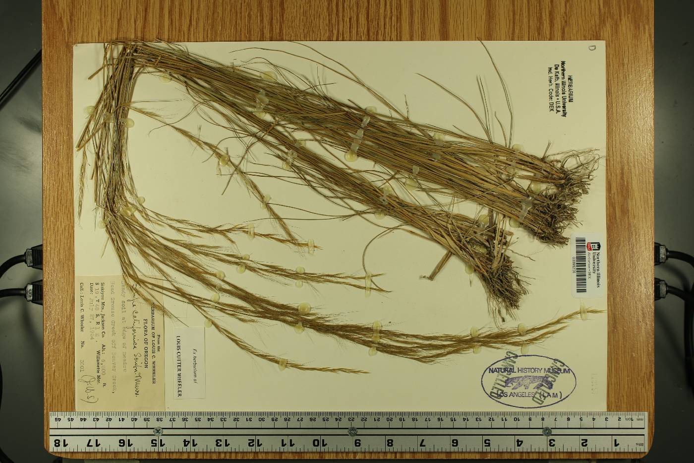 Eriocoma occidentalis subsp. californica image