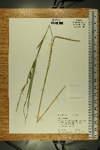 Carex trichocarpa image