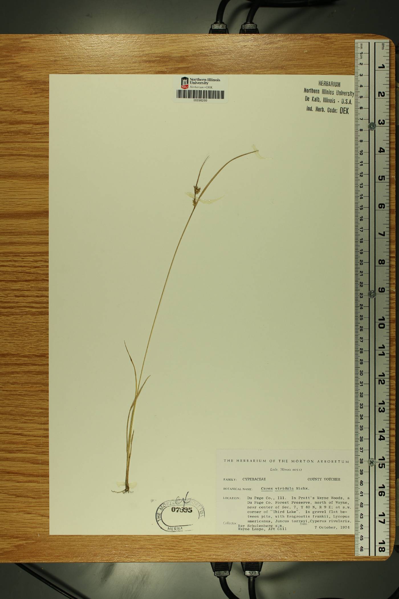 Carex oederi var. oederi image