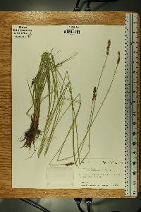 Carex annectens var. xanthocarpa image