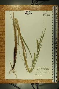 Carex atherodes image