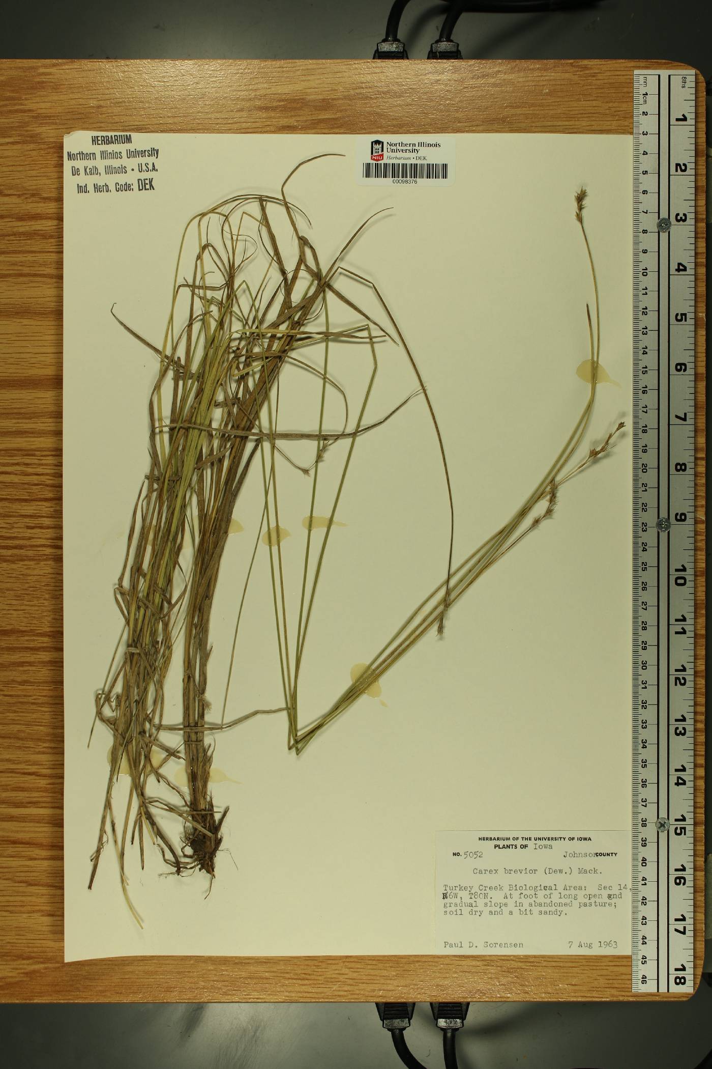 Carex brevior var. crawei image