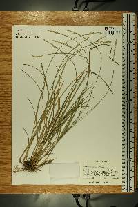 Carex bromoides image