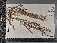 Carex gynandra image