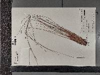 Eriophorum spissum image