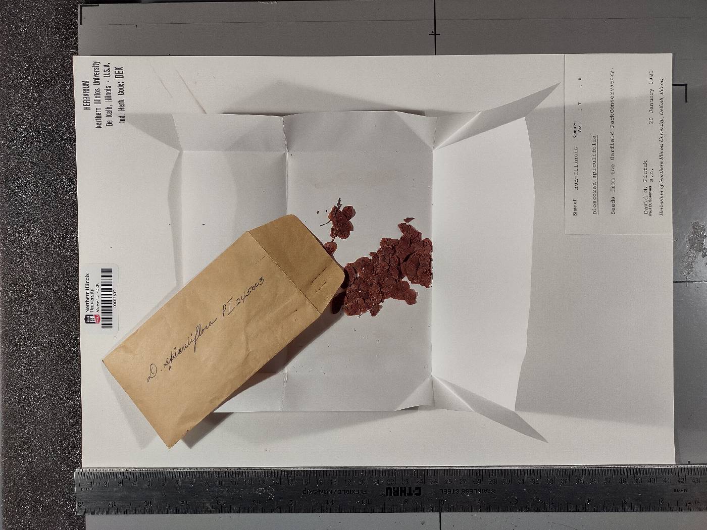 Dioscorea spiculiflora image
