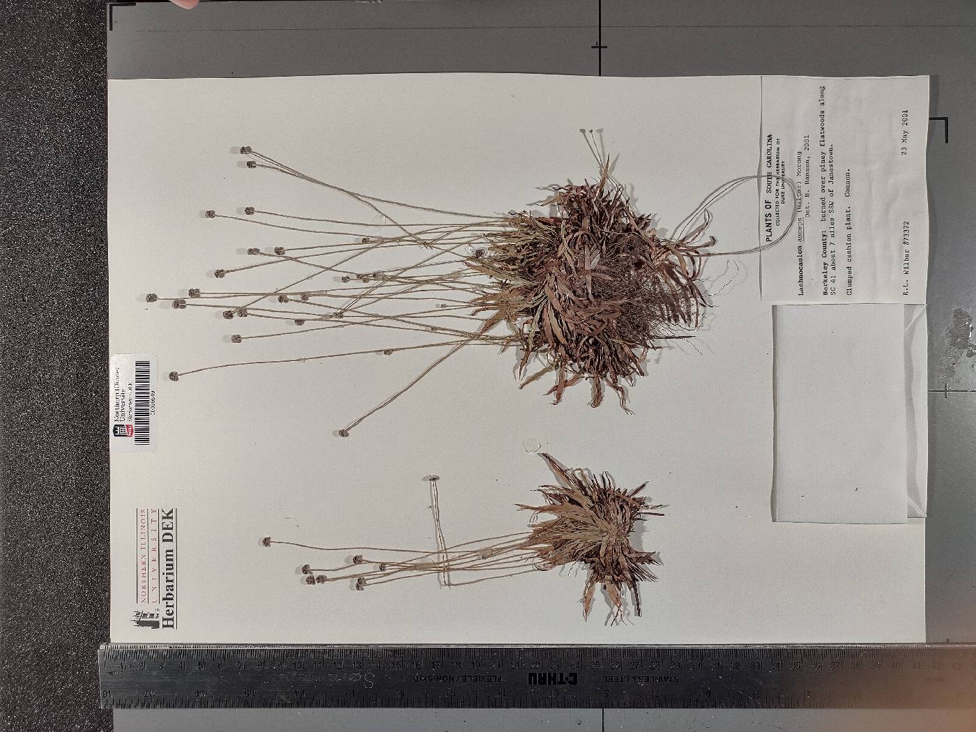 Paepalanthus anceps image