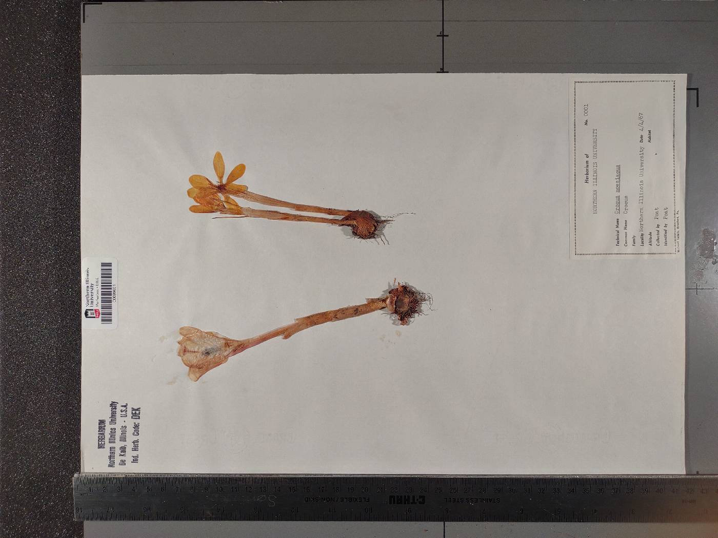 Crocus flavus subsp. flavus image