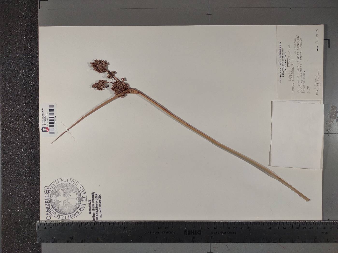 Juncus pallidus image