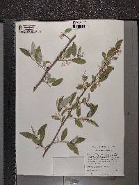 Elaeagnus angustifolia image