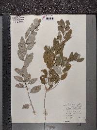 Elaeagnus angustifolia image