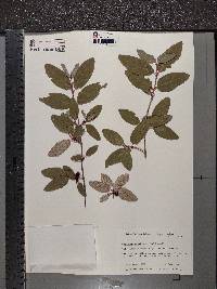 Shepherdia canadensis image