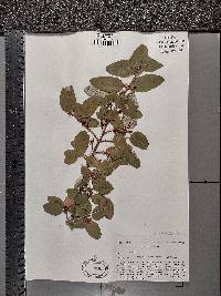 Shepherdia canadensis image