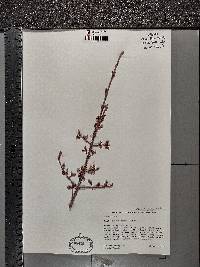 Shepherdia canadensis image