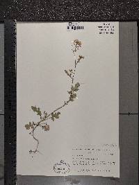 Sinapis alba subsp. alba image