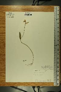 Pogonia ophioglossoides image