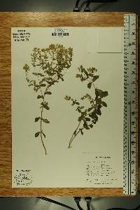 Stevia rebaudiana image