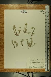Stylocline micropoides image