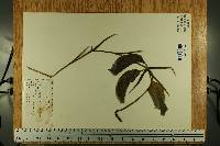 Potamogeton amplexicaulis image