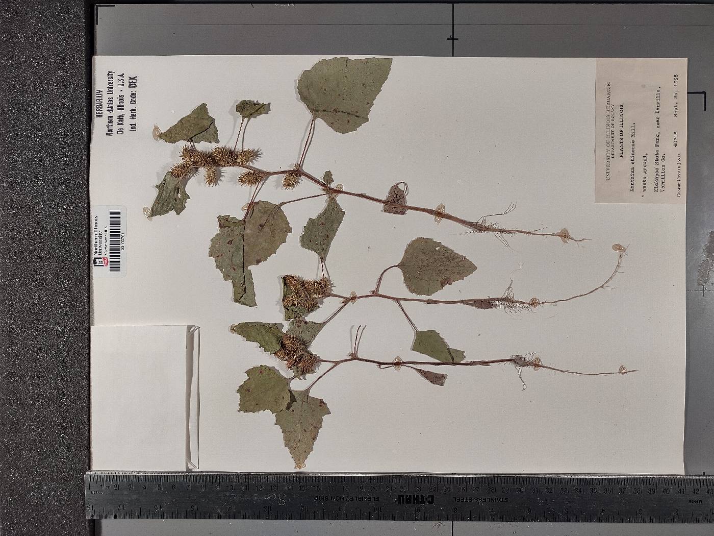 Xanthium strumarium var. glabratum image