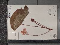 Begonia popenoei image