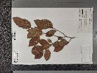 Alnus alnobetula subsp. crispa image