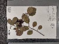 Alnus incana subsp. rugosa image